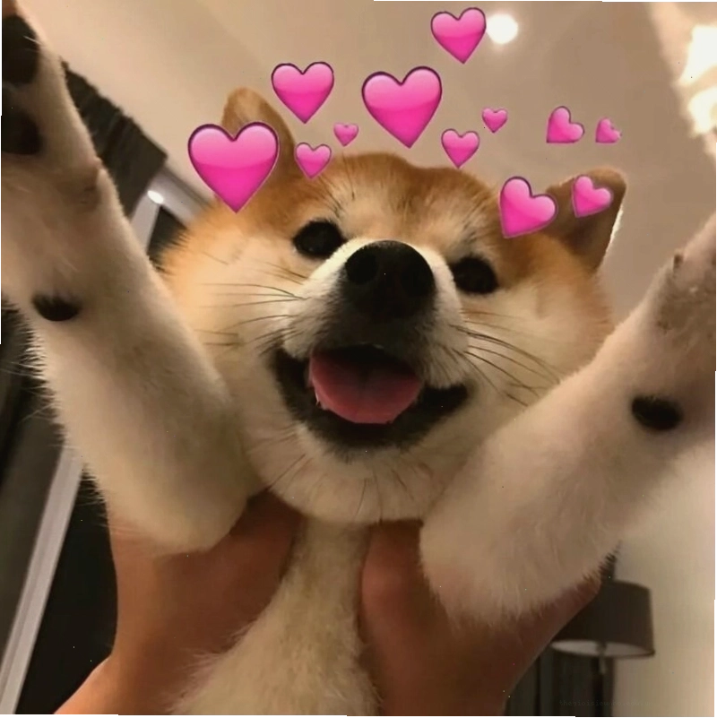 Meme tình yêu với chú chó biểu cảm ngộ nghĩnh