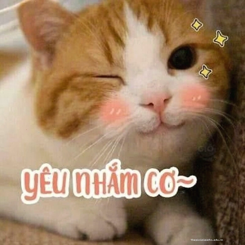 Meme tình yêu với hình ảnh động vật thể hiện sự quan tâm