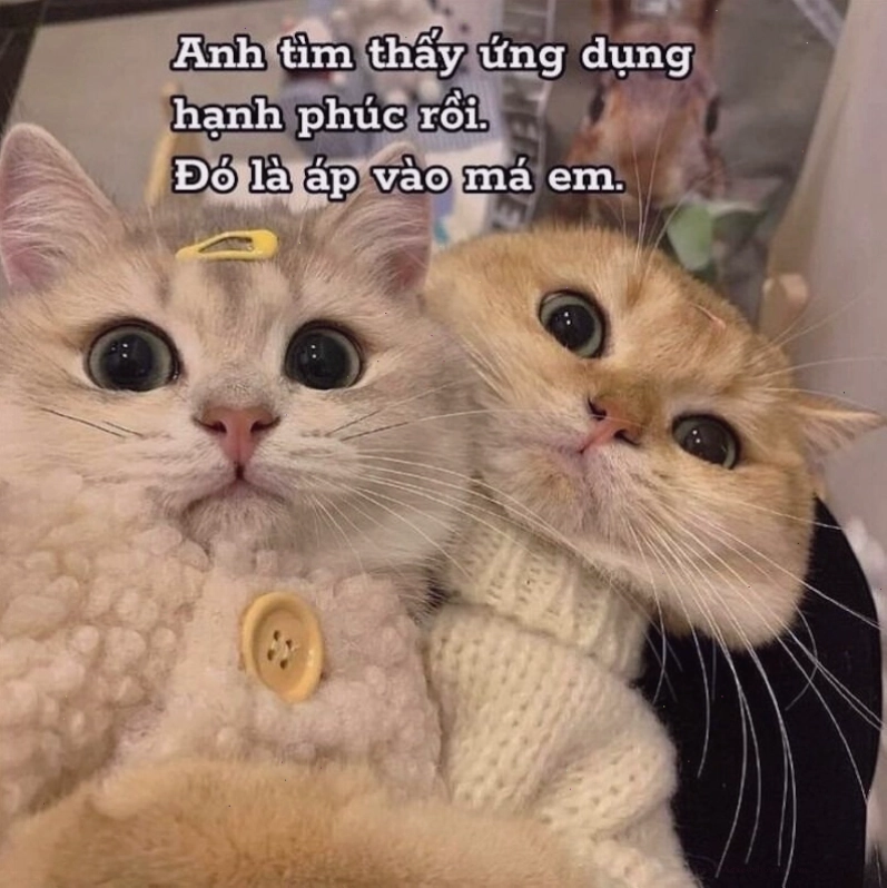 Meme tình yêu với những lời ngọt ngào