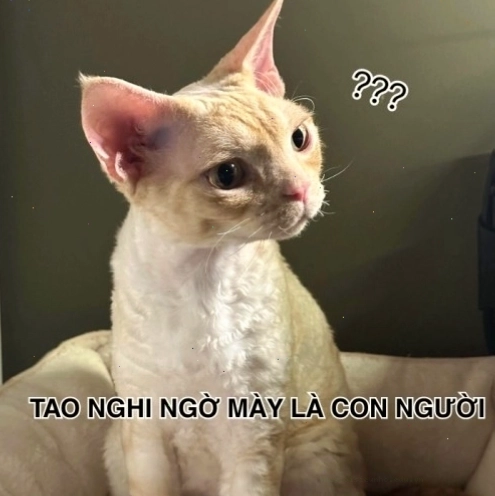 Meme với ánh mắt nghi ngờ sắc bén