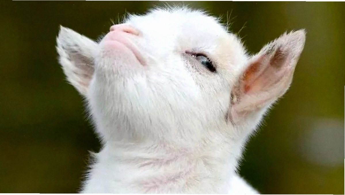 Mèo con trắng tinh nghịch với biểu cảm tự hào, minh họa cho animal meme