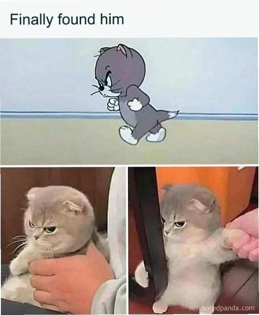 Mèo giận dữ và mèo thật, animal meme về tâm trạng loài mèo