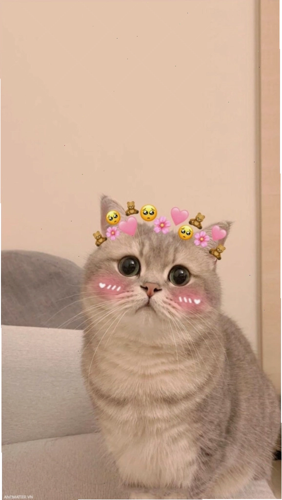 Mèo meme bựa đáng yêu
