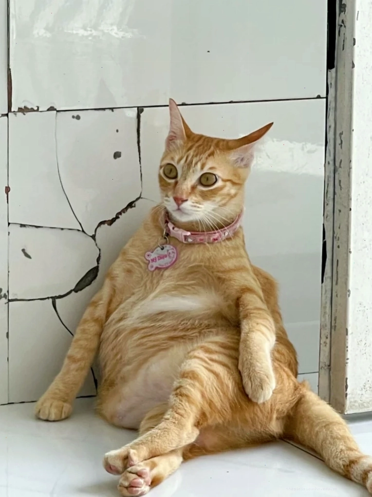 Mèo meme bựa tạo dáng hài hước