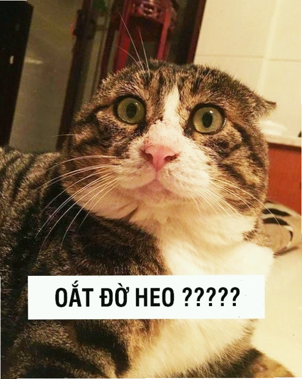 Mèo meme bựa với ánh mắt láo lém