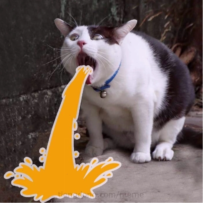 Mèo meme bựa với ánh mắt lờ đờ