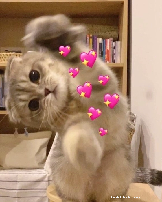 Mèo meme bựa với đôi mắt to tròn