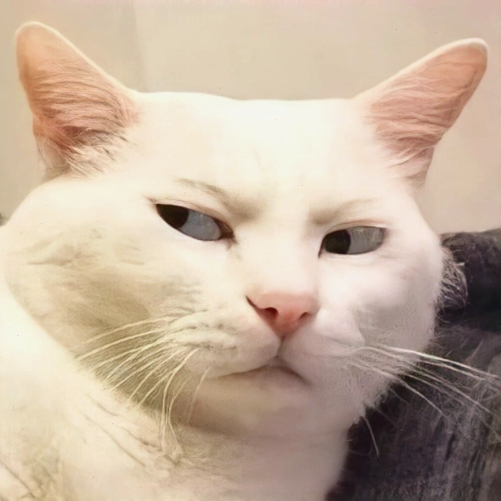 Mèo meme bựa với tư thế ngồi lạ