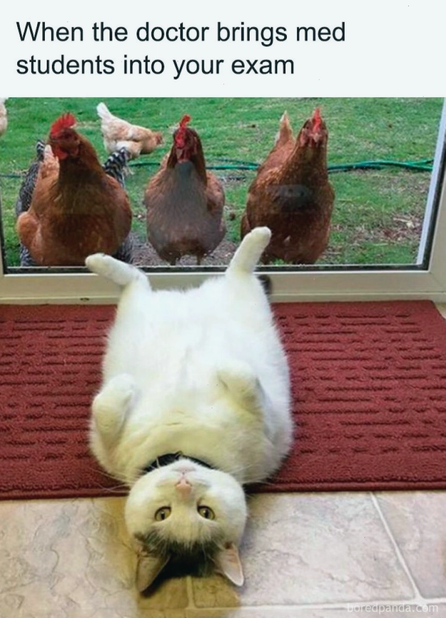 Mèo nằm úp ngược và gà nhìn trộm, animal meme vui nhộn