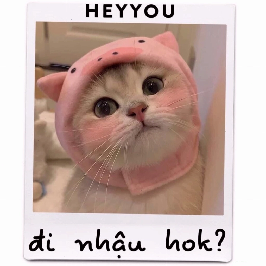 Mèo nhìn chằm chằm với ánh mắt khó hiểu