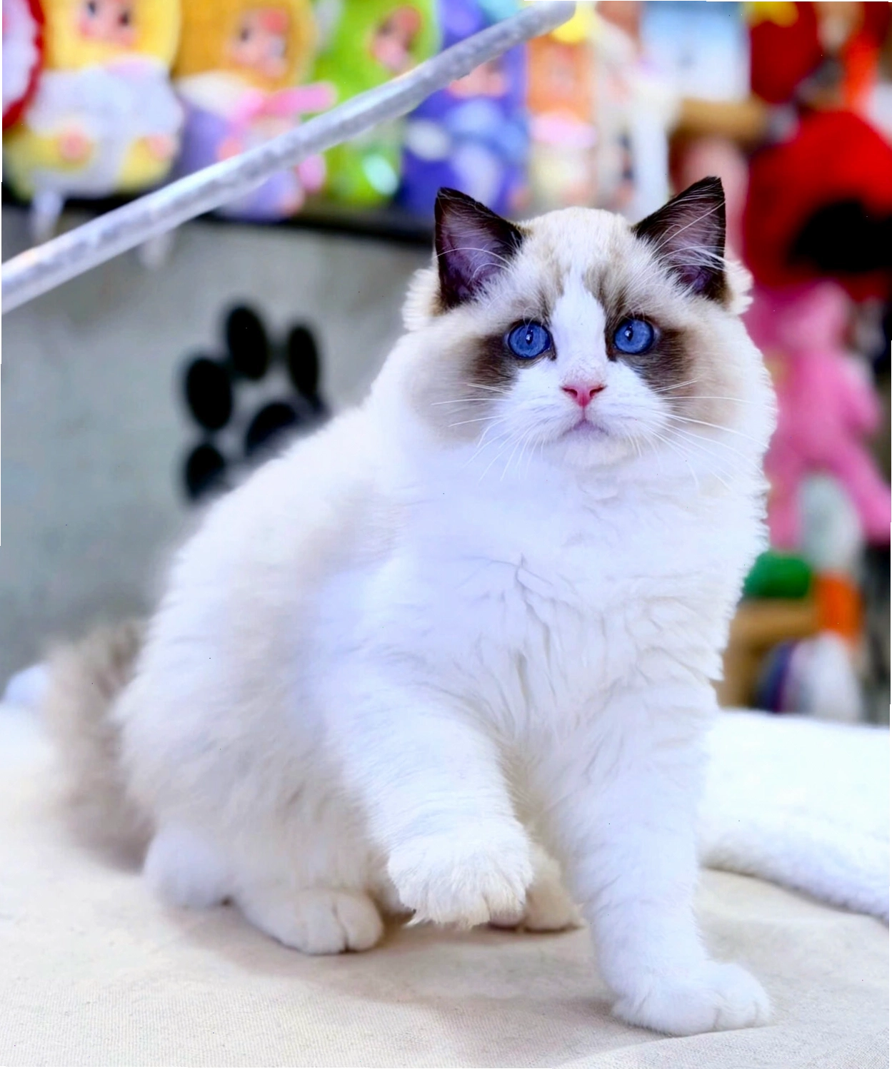 Mèo Ragdoll đáng yêu tại cửa hàng