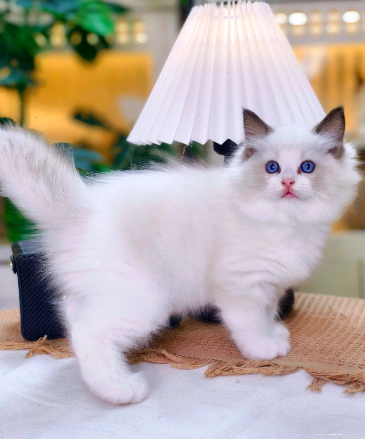 Mèo Ragdoll mã RD3290 với ngoại hình xuất sắc