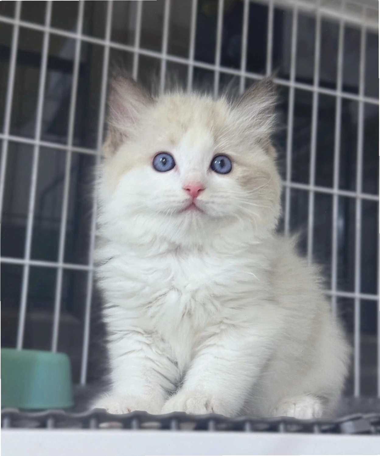 Mèo Ragdoll màu seal point cực đẹp