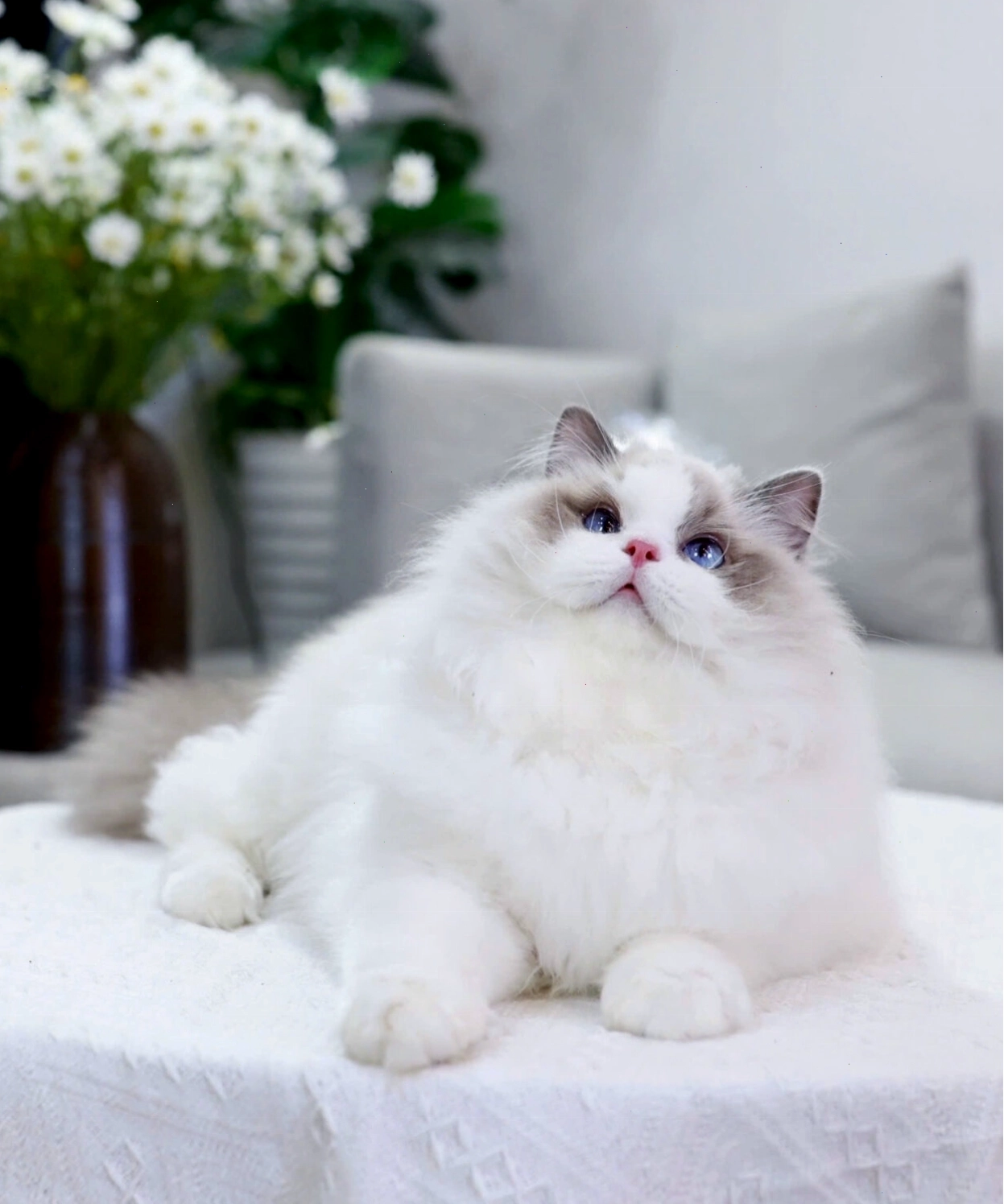 Mèo Ragdoll thuần chủng với đôi mắt xanh đặc trưng