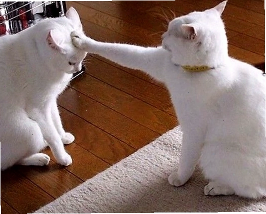 Mèo với ánh mắt chằm chằm, biểu cảm ngơ ngác