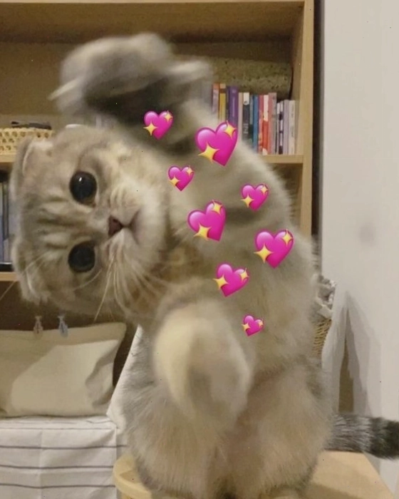 Mèo với hành động lầy lội