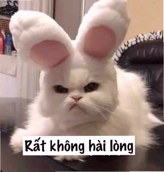 Mèo với vẻ mặt giận dỗi đáng yêu