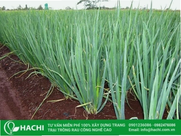Mô hình Aquaponics kết hợp trồng rau và nuôi cá