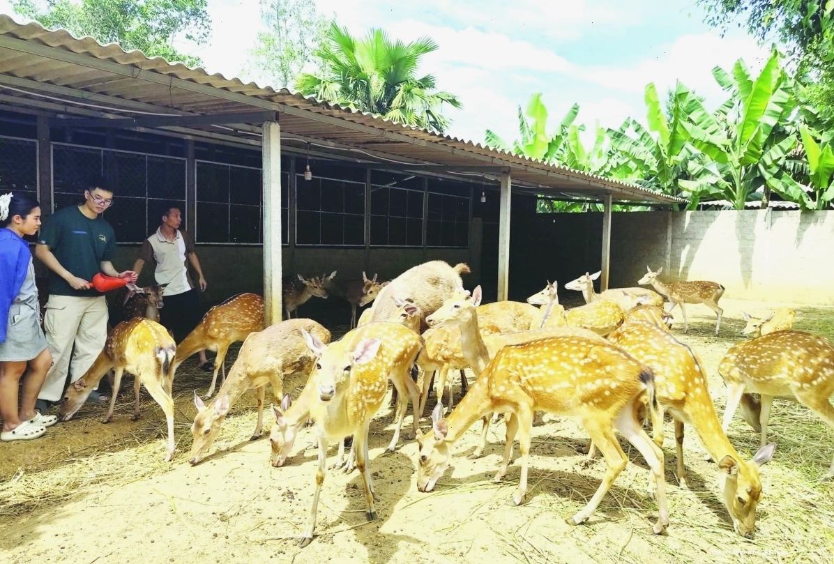 Mô hình nuôi cá chình hữu cơ giúp nông dân tăng hiệu quả kinh tế