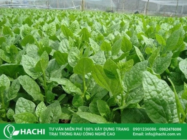 Mô hình tháp rau hữu cơ giúp tiết kiệm diện tích
