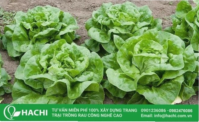 Mô hình thủy canh trồng xà lách trong hệ thống NFT