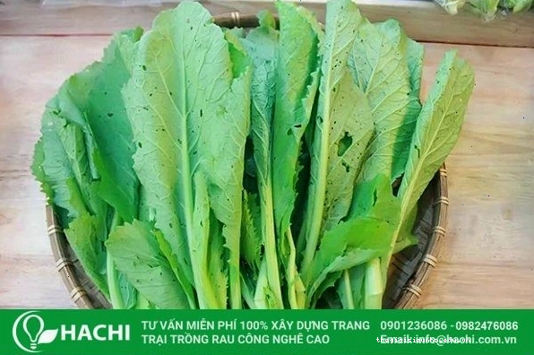 Mô hình trồng rau cải xanh bằng phương pháp thổ canh trong thùng xốp