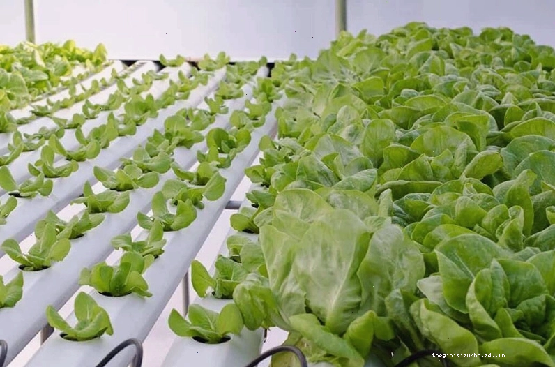 Mô hình trồng rau khí canh với hệ thống phun sương dinh dưỡng