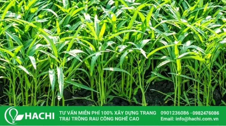 Mô hình trồng rau muống bằng phương pháp khí canh