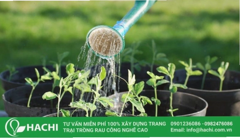 Mô hình trồng rau sạch trong nhà kính đảm bảo điều kiện sinh trưởng tối ưu