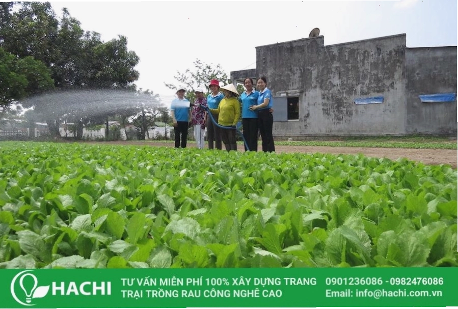 Mô hình trồng rau thổ canh truyền thống với đất đai màu mỡ