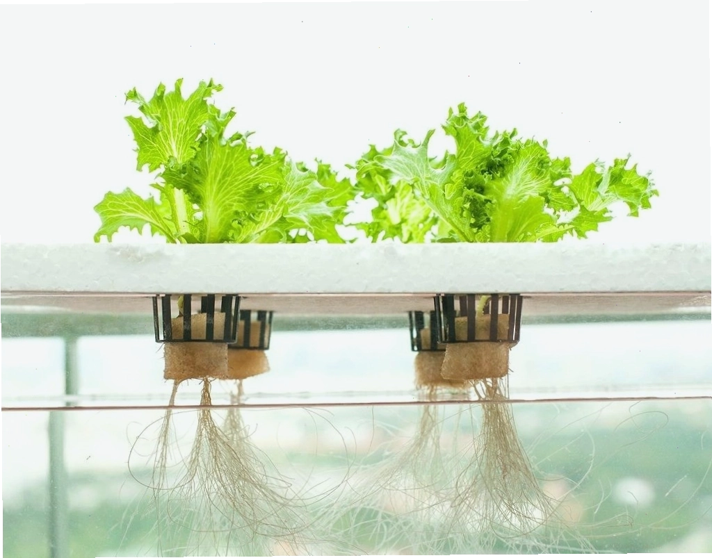 Mô hình trồng rau thủy canh đơn giản từ chai nhựa tái chế