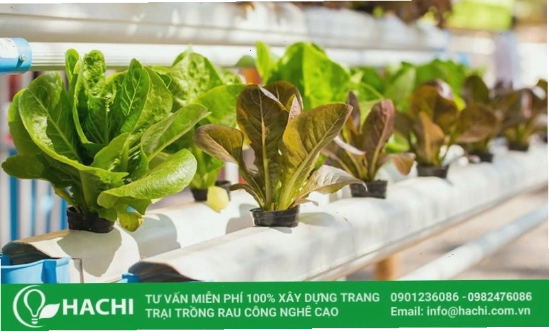 Mô hình trồng rau thủy canh hiện đại, tiết kiệm không gian và cho năng suất cao