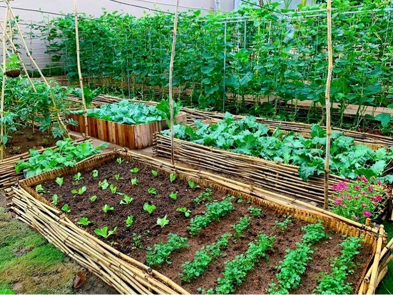 Mô hình vườn rau mini đặt trên bệ cửa sổ