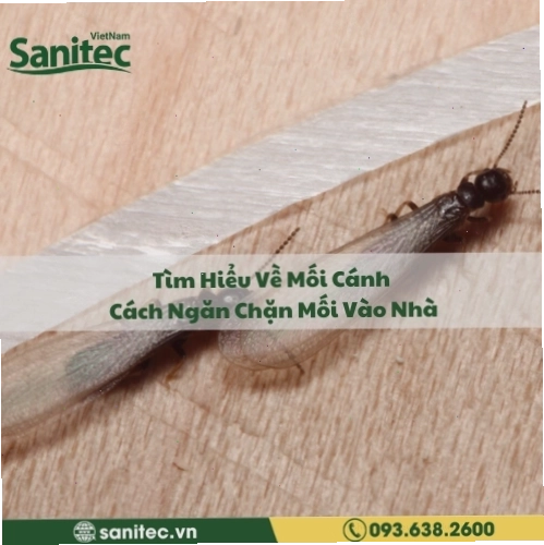 Mối cánh bay vào nhà gây hại cho đồ đạc và công trình
