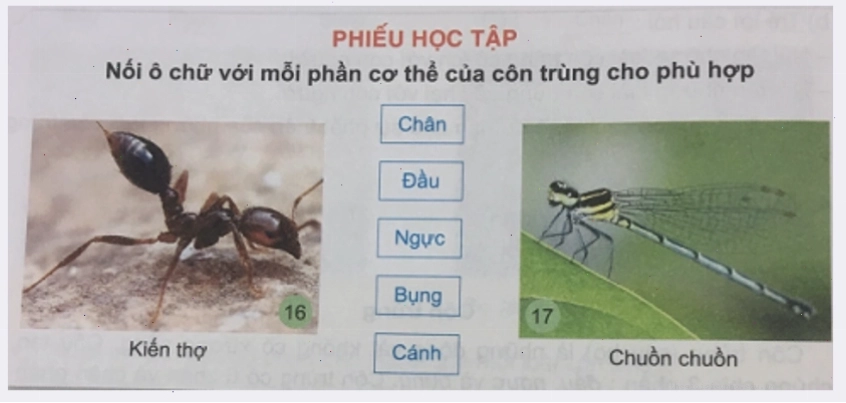 Một số loại côn trùng trong tự nhiên