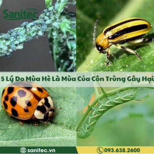 Mùa hè là mùa cao điểm của nhiều loại côn trùng gây hại