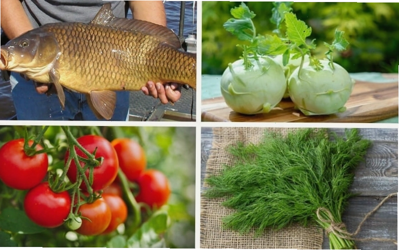 Nguyên liệu tươi ngon làm canh cá nấu su hào