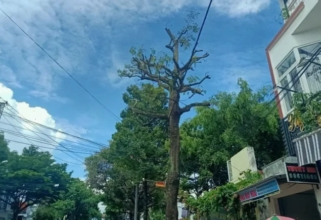 Những cây hoa sữa khô héo trên đường phố, cần có biện pháp xử lý sâu bệnh