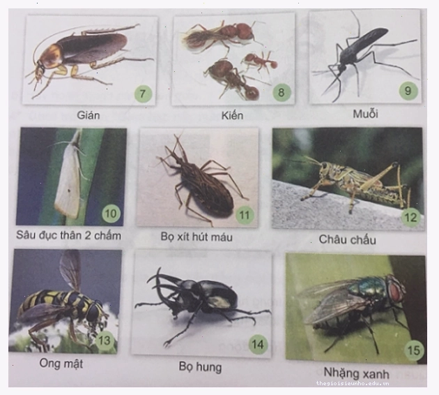 Phân loại các loài côn trùng