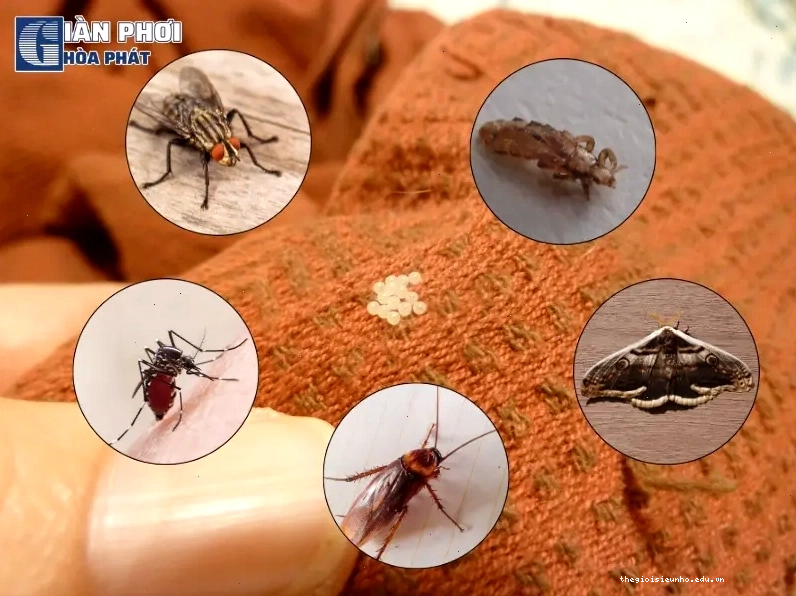 Phơi quần áo ngoài trời giúp ngăn ngừa trứng côn trùng