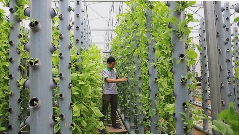 Rau xà lách tươi tốt được thu hoạch từ mô hình khí canh