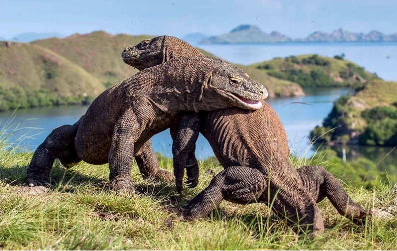 Rồng Komodo trên đảo Komodo Indonesia