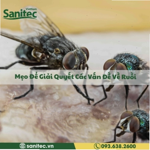 Ruồi có thể gây hại bằng cách truyền bệnh