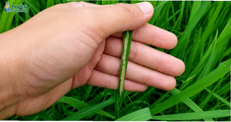 Ruộng lúa bị sâu cuốn lá nhỏ tấn công