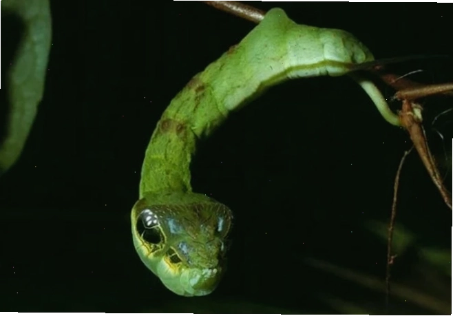 Sâu bướm Hemeroplanes triptolemus thuộc họ bướm đêm Sphingidae