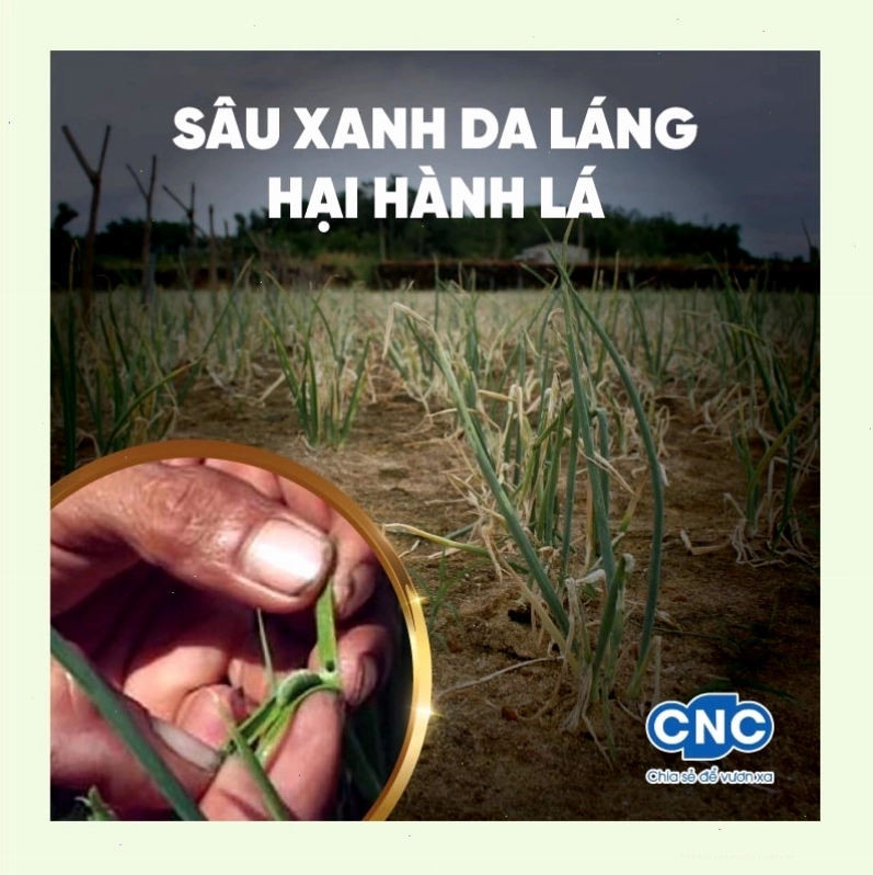 Sâu xanh da láng hại hành lá