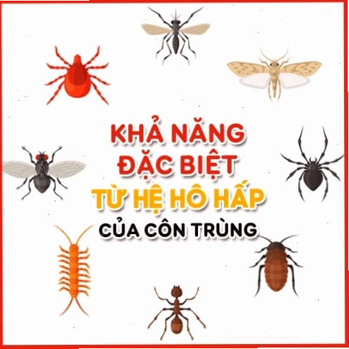 Sơ đồ cấu tạo hệ thống khí quản ở côn trùng
