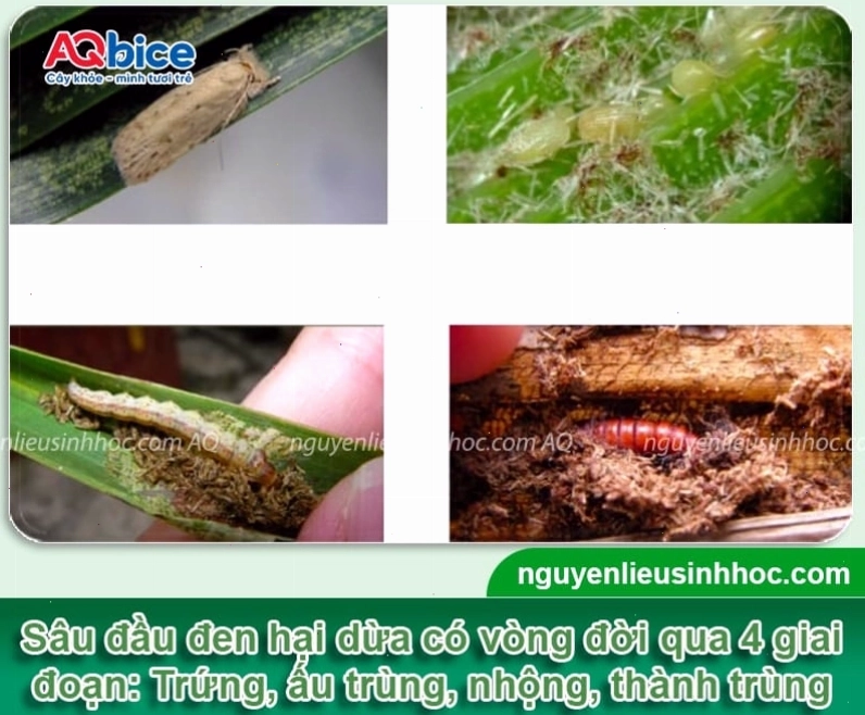 Sơ đồ vòng đời của sâu đầu đen hại dừa