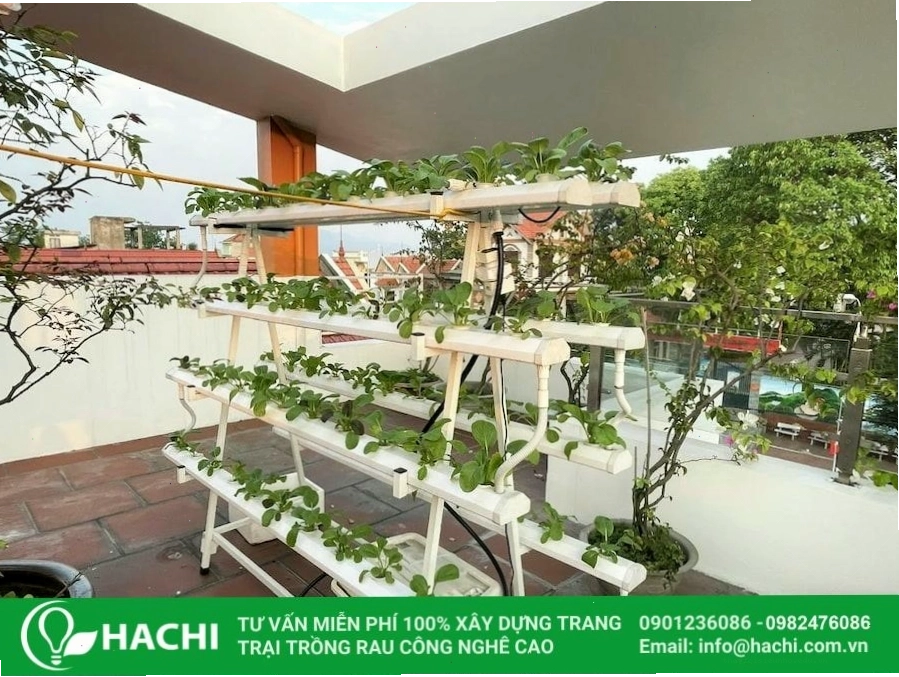 Sử dụng giàn trồng rau thủy canh trên sân thượng kết hợp nuôi cá