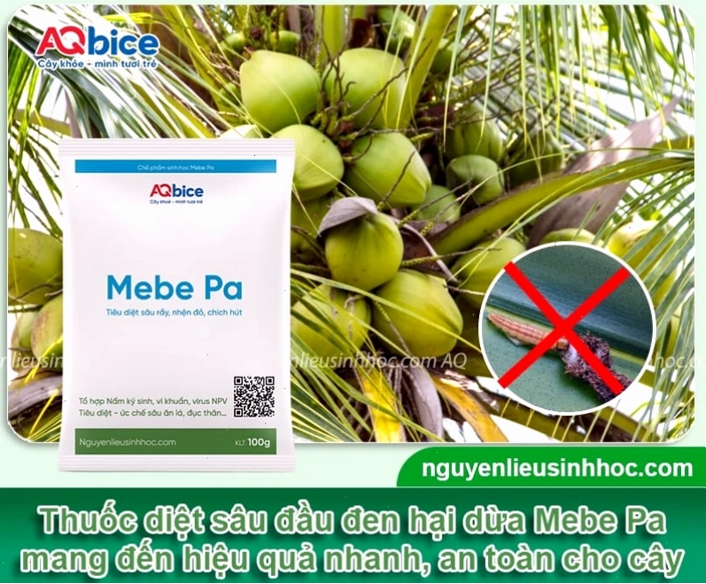 Sử dụng thuốc Mebe Pa để diệt sâu đầu đen hại dừa